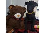 Adopt Nani a Labrador Retriever