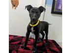 Adopt Stitch a Labrador Retriever