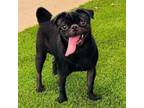 Adopt Escobar a Pug