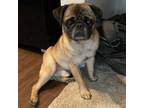 Adopt Nacho a Pug