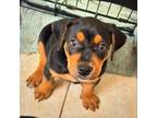 Adopt Brody Malone a Labrador Retriever