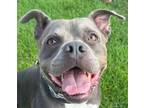 Adopt Glen - Foster or Adopt Me! a American Staffordshire Terrier