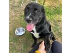 Adopt Duke a Mixed Breed