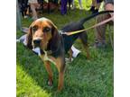 Adopt Kris Kristofferson a Mixed Breed