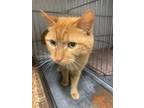 Adopt Colonel Mustard a Domestic Short Hair