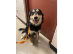 Adopt Professor Plum a Shepherd, Husky
