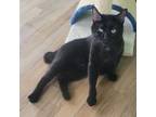 Adopt Phineas a Domestic Short Hair