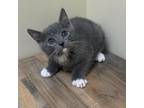 Adopt Manny a Domestic Short Hair