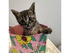 Adopt Parmesan a Domestic Short Hair