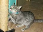 Adopt Emerson a American Shorthair