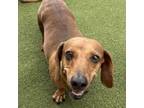 Adopt Oscar a Dachshund