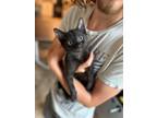 Adopt Nico a Domestic Short Hair