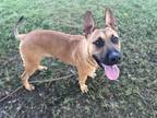 Adopt Riker a Shepherd