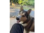 Adopt Thor a Alaskan Malamute, Siberian Husky