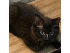 Adopt Trooper a Domestic Long Hair