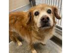 Adopt Maguire a Cocker Spaniel