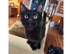 Adopt Chester a Domestic Medium Hair