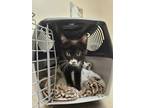 Adopt Archie a Domestic Long Hair
