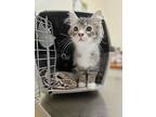 Adopt Theodore a Domestic Long Hair