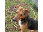 Adopt Cheddar a Beagle