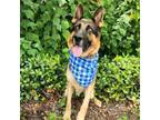 Adopt Tonto JuM a German Shepherd Dog