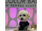 Adopt Sir Barkley SB a Poodle