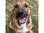Adopt Jet LLD aka Gadget a German Shepherd Dog