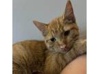 Adopt Linguini a Domestic Short Hair