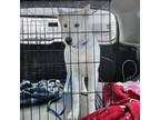 Adopt Cooper a Husky