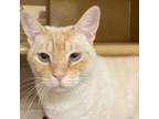 Adopt Swiss Cheese a Domestic Short Hair