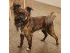 Adopt Hopper a Pomeranian, Terrier