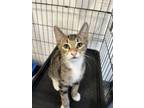Adopt Dock a Domestic Short Hair