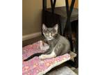 Adopt Timothy a Domestic Short Hair