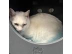 Adopt Boots a Domestic Short Hair