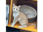 Adopt Vincent a American Shorthair