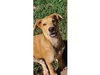 Adopt Namuka a Australian Cattle Dog / Blue Heeler