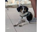 Adopt Cooper a Beagle
