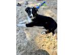 Adopt Rebel a Australian Shepherd
