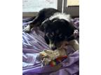 Adopt Sammy a Australian Shepherd