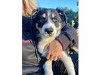 Adopt Cowboy a Australian Shepherd