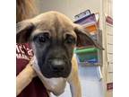 Adopt Saturday a Black Mouth Cur, Mixed Breed
