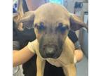Adopt Monday a Black Mouth Cur, Mixed Breed