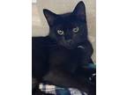 Adopt Spark Plug a Domestic Short Hair