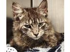 Adopt Tweedle a Domestic Medium Hair, Domestic Short Hair