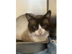 Adopt Barney a Domestic Short Hair