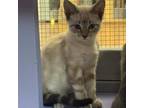 Adopt Brecken 24-07-097 a Siamese