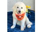 Adopt Sequoia a Great Pyrenees, Akbash
