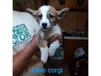 Adopt Fred a Corgi