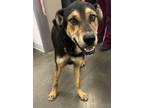 Adopt Gus a Shepherd, Mixed Breed