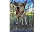 Adopt Blaze a Siberian Husky, Mixed Breed